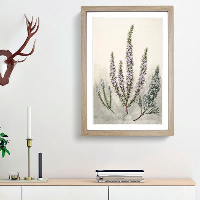 Epacris Flowers by Sarah Featon - Picture Frame Painting Print