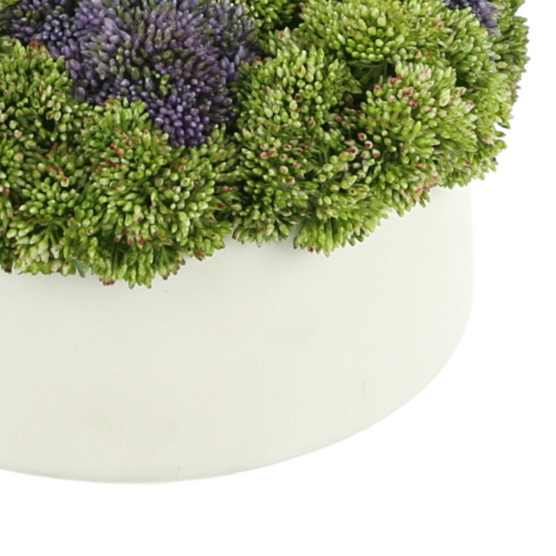Assorted Sedum Floral Arrangement