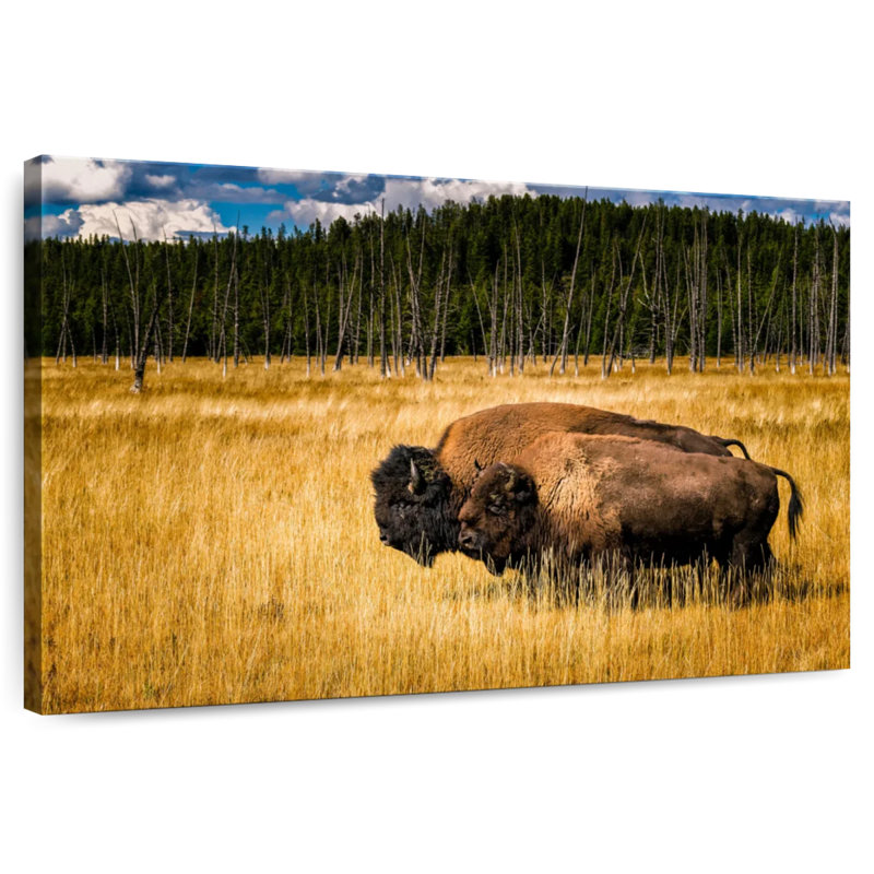 Brampt Bison In Summer, 24" H x 36" W