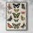 Flutterbys I Framed Print - Solid Wood-594132843