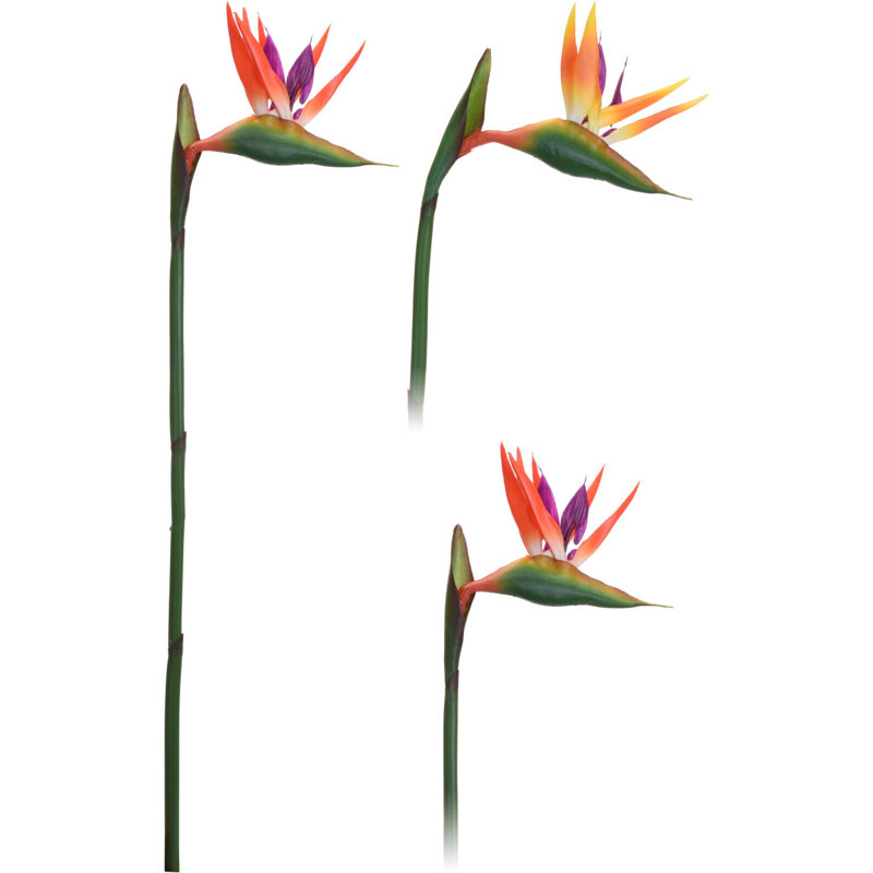 Paradises Arrangement