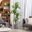 Arbre Dracaena artificiel 71 po Adcock en pot noir, faux Dracaena, faux arbre pour la décoration intérieure-737176449