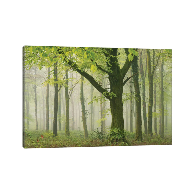 Spring Woodland II by Adam Burton - Wrapped Canvas Print, 20.32 cm H x 30.48 cm W