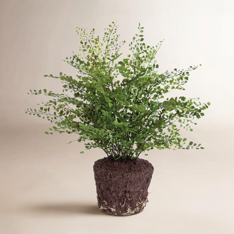 Faux Maidenhair 23 po Queensland