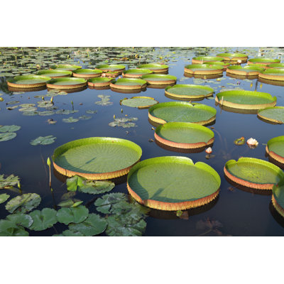 " Water Lilies "