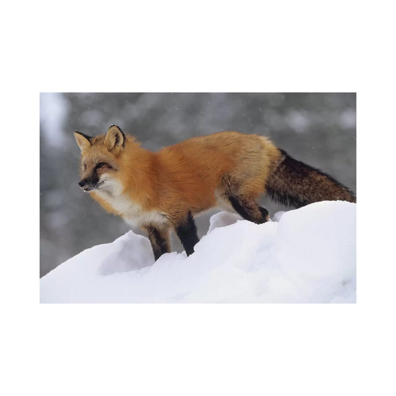 Fox Standing At The Top Of A Snow Bank, Montana, 30.48 cm H x 45.72 cm W