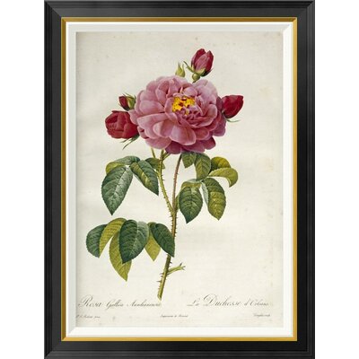 Les Duchess D'Orleans Rose by Pierre Joseph Redoute - Picture Frame Graphic Art Print on Canvas -  Global Gallery, GCF-267090-30-190