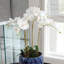 Conservatory Phalaenopsis Bowl Drop-in