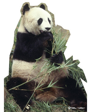 Life-Size Panda Bear Eating Bamboo Cardboard Stand-Up