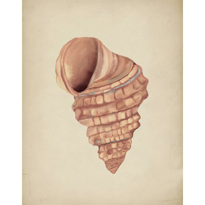 Spiral Seashell Study par Josie George - Art mural animal