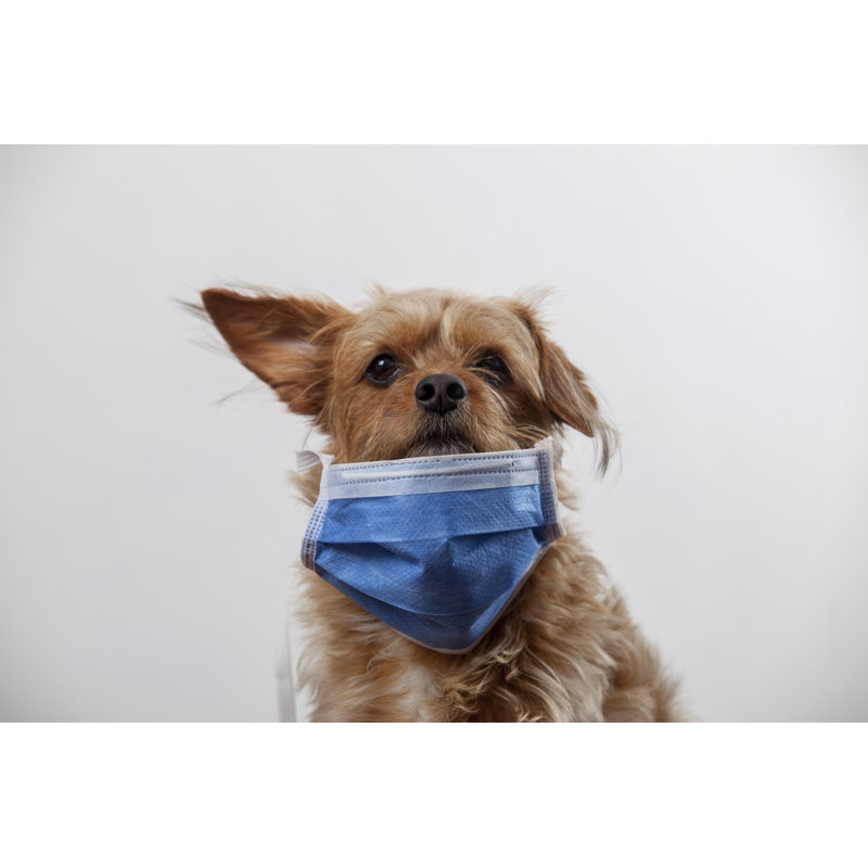 Chien dans un masque médical par Juankpoto, H 12 po x l 18 po