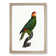 Red-Lored Amazon Parrot by F. Levaillant - Picture Frame Painting Print