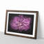 Pink Dahlia Flower - Picture Frame Graphic Art Print-56861347-56861349