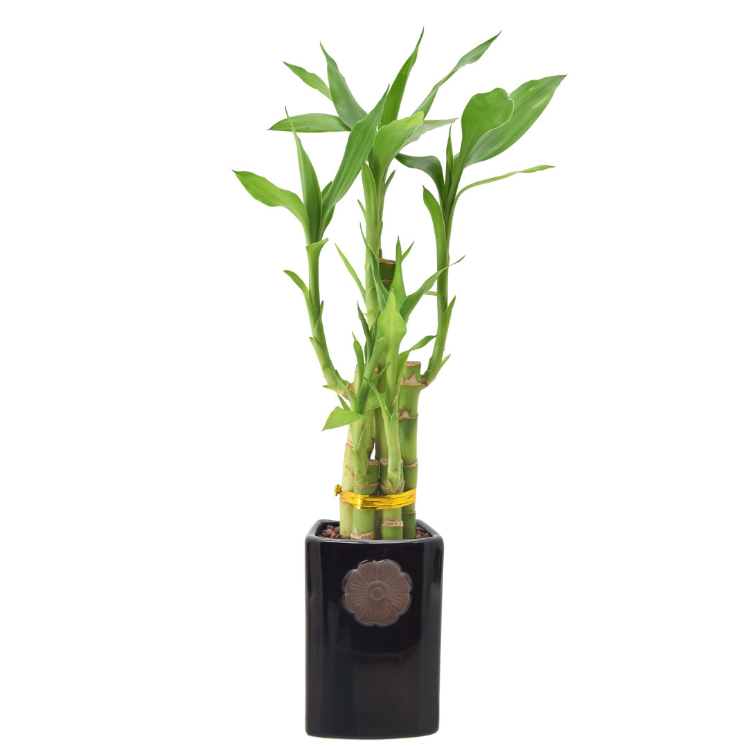 Arcadia Garden Products Live Bamboo Plant in Ceramic Pot Arcadia Garden Products