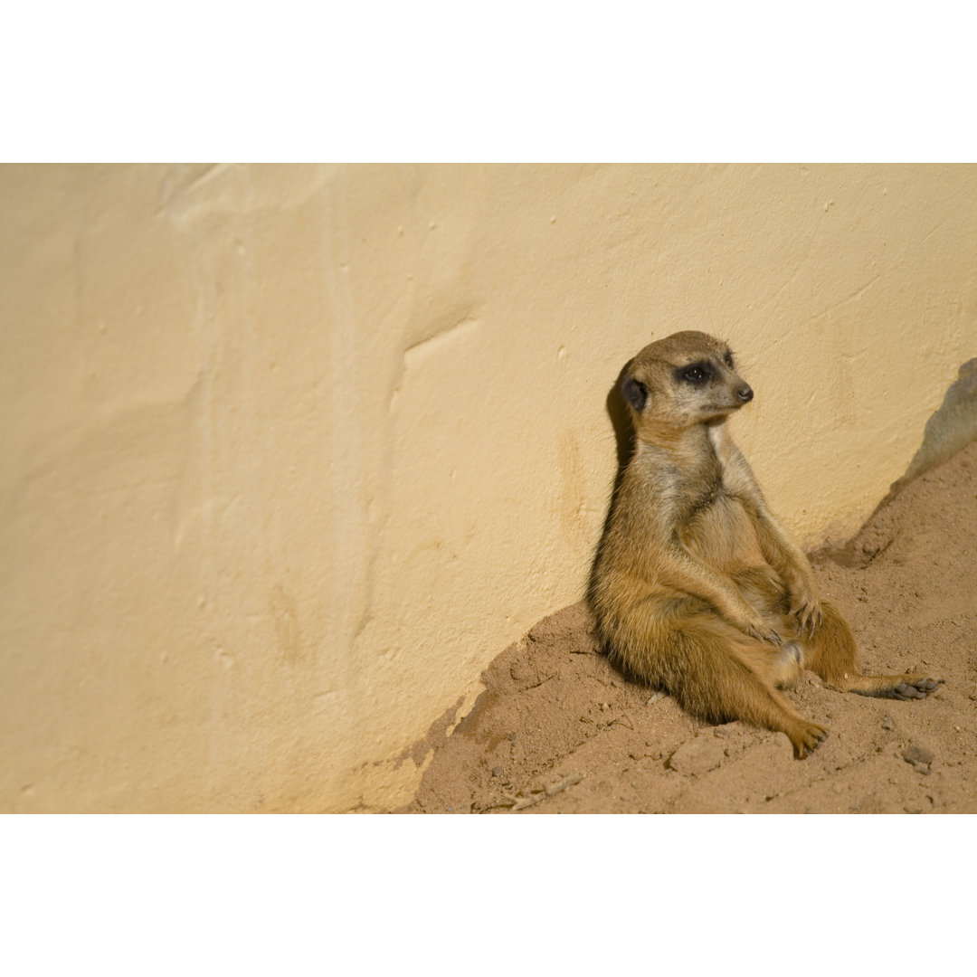 Erdmännchen sieht gelangweilt aus - Kunstdrucke auf Leinwand