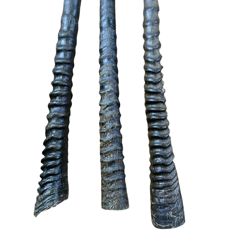 Real Oryx Antelope Horn (1 Piece)