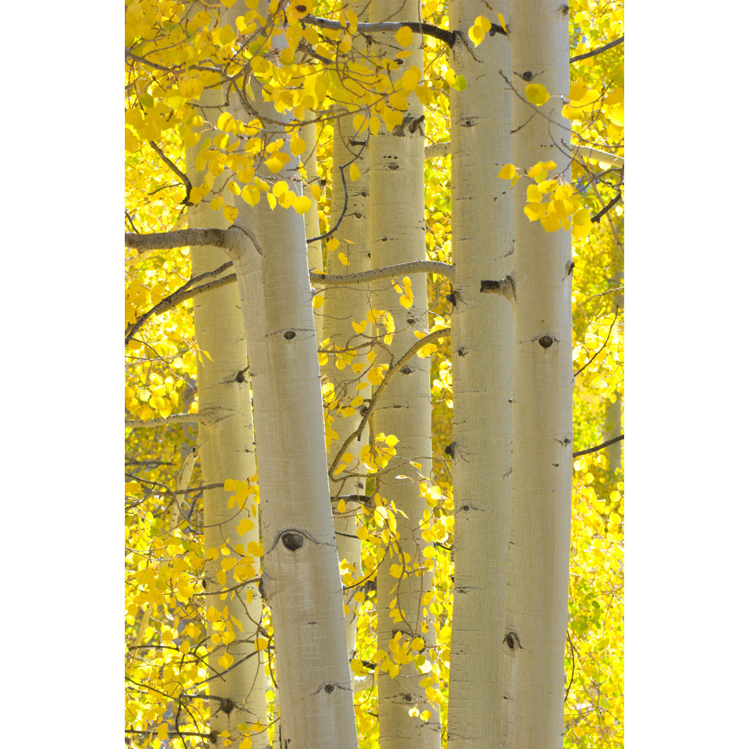 Herbstliche Espenbäume - Leinwandbild auf Leinwand