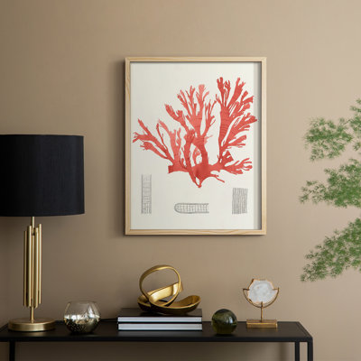 Vintage Coral Study IV Framed Print - Solid Wood