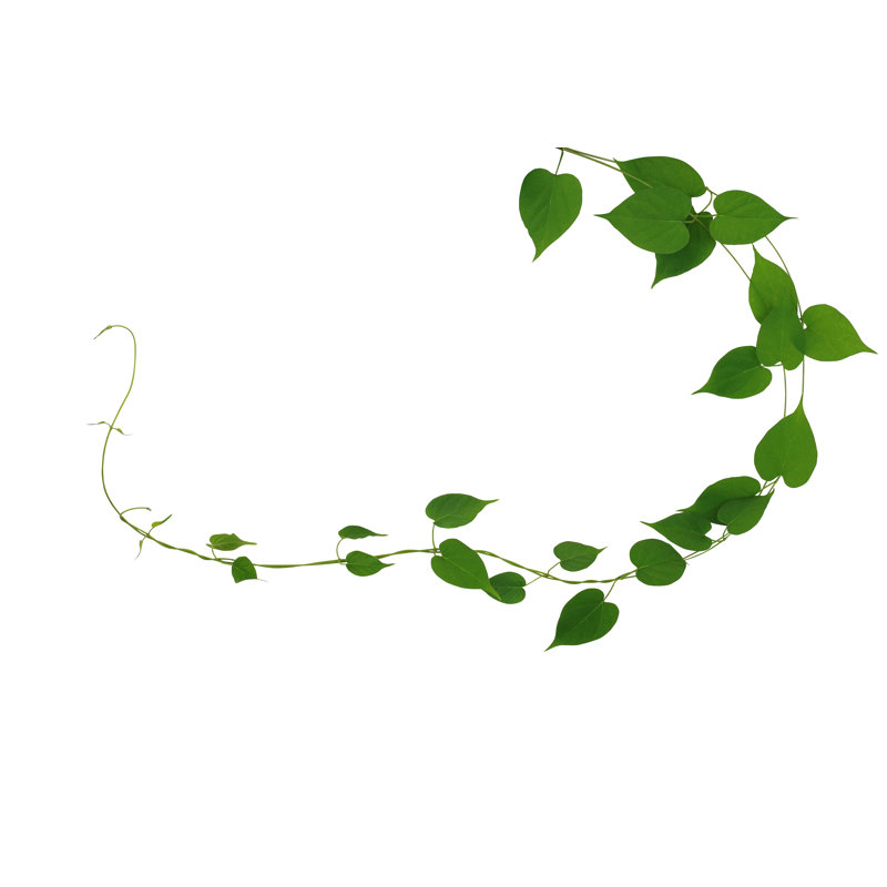 Twisted Jungle Vines Liana Plant With Heart Shaped Green Leaves Nature Frame Layout Isolated - Wrapped Canvas Print