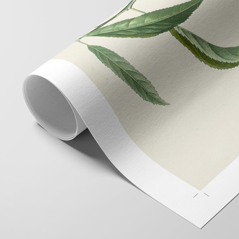 Antique Almond Botanical I -Canvas Print Only - NOT FRAMED