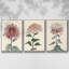 Antique Turpin Botanical VII - Ensemble de 3 reproductions de photos sur toile-97759596-97759590
