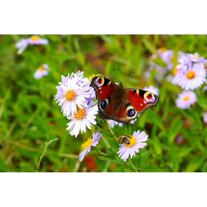 Beautiful Butterfly by Zakob337 - Wrapped Canvas Print, 30cm H x 46cm W
