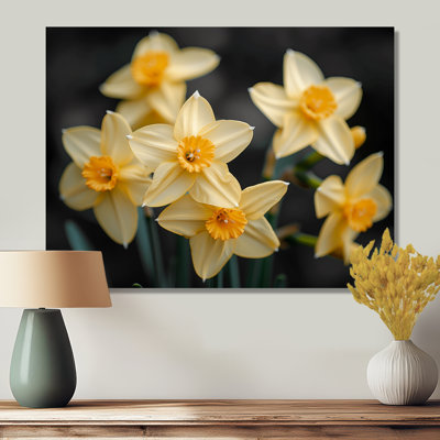 Jaune et noir, trompette d'espoir, jonquilles - jonquilles