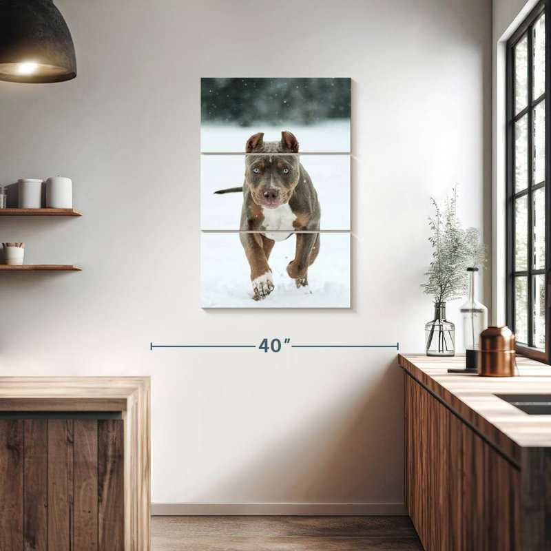 Brampt Pit Bull sur neige, H 38 po x l 24 po