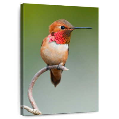 Brampt Male Rufous Hummingbird