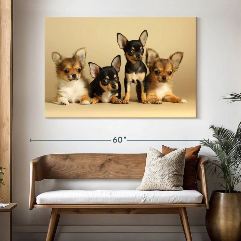 Adorables chiens chihuahua, H 34 po x l 51 po