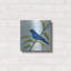 Art mural luxueux «Indigo Bunting» par Jeanette Vertentes, 36 po x 36 po-1773265757