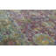 Oriental Area Rug