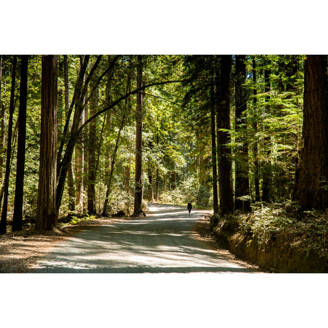 The Forest With Female Hiker von Spiderplay - Drucken