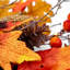 AUTUMN MAPLE - 6ft x 10" Garland with Warm White LED Microbulbs 