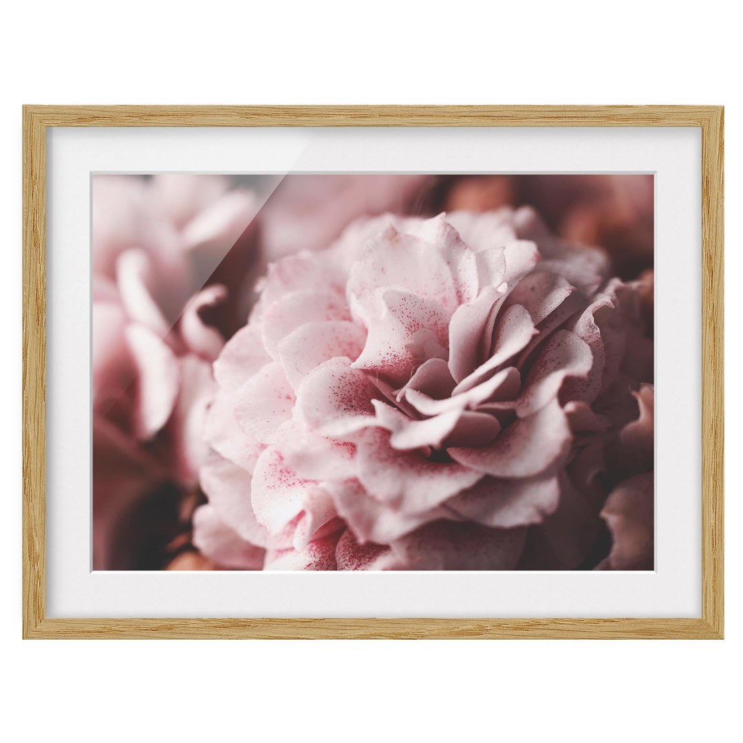 Gerahmtes Poster Shabby Pink Rose Pastel