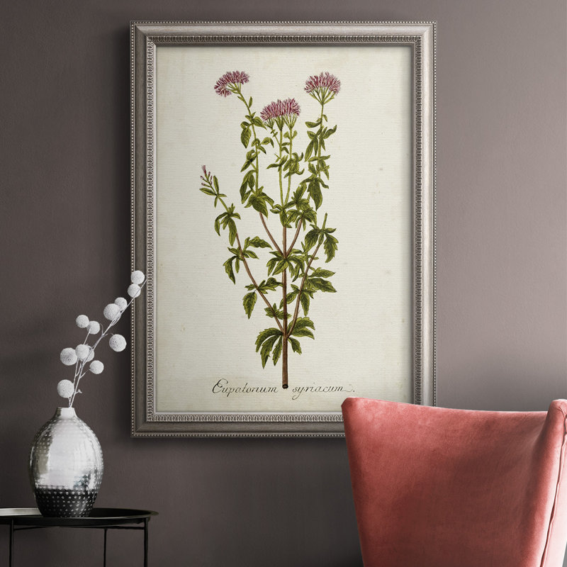Antique Herb Botanical I - reproduction d'art sur toile encadrée, H 20 po x l 16 po x P 2,5 po