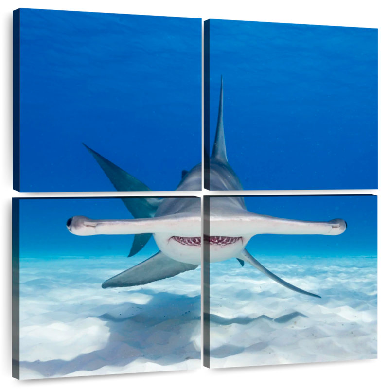 Brampt Hammerhead Shark Swimming, 50" H x 50" W