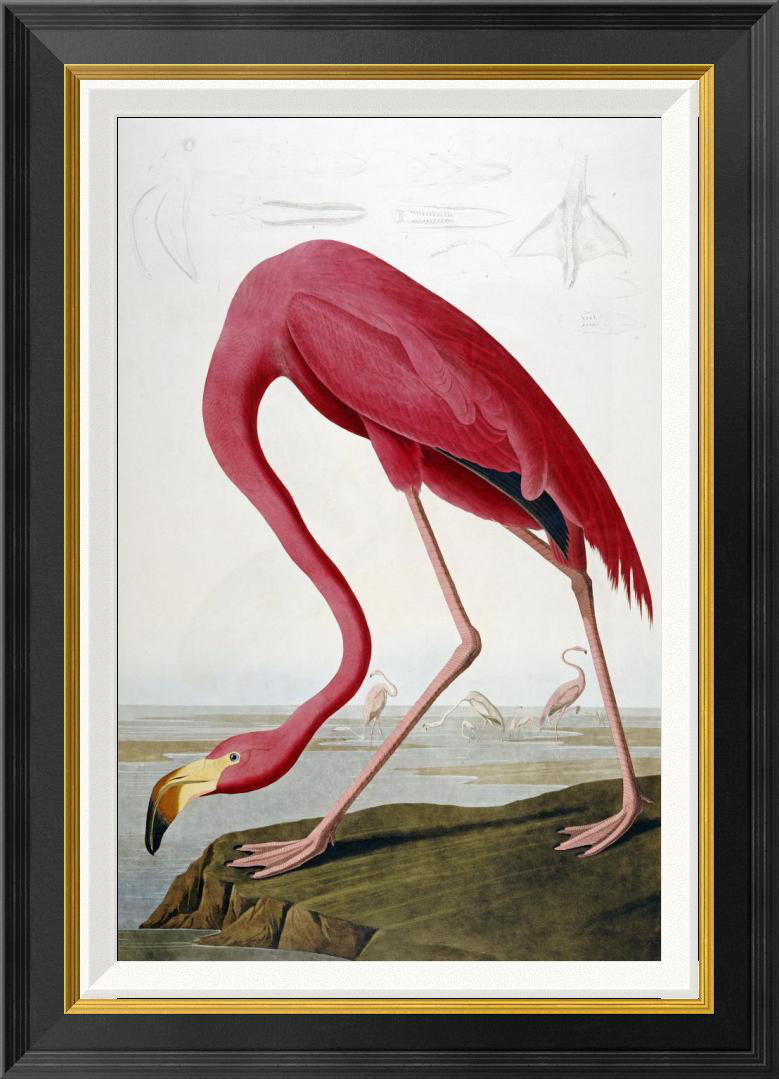 American Flamingo by John James Audubon - Picture Frame Graphic Art  Print on Canvas Global Gallery 