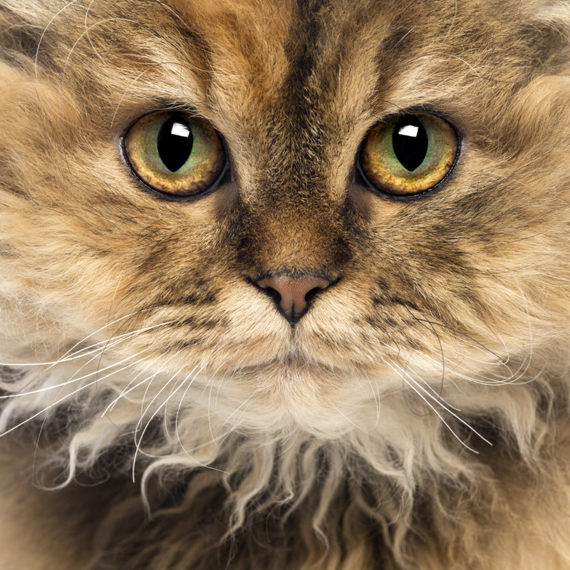 Selkirk Rex Kitten - Photographie sur toile tendue, L 36 po x H 36 po