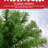 6' Spruce Christmas Trees, Easy Set Up Artificial Xmas Trees