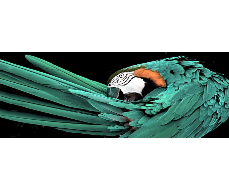 Green Parrot - No Frame Print on Float Glass, 50cm H x 125cm W x 1.4cm D