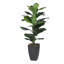 Figuier en pot