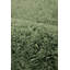 Arwa Solid Colour Area Rug-806841959