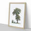 Tree Illustration by Pierre-Joseph Redoute - Picture Frame Painting Print-55611054-55611056