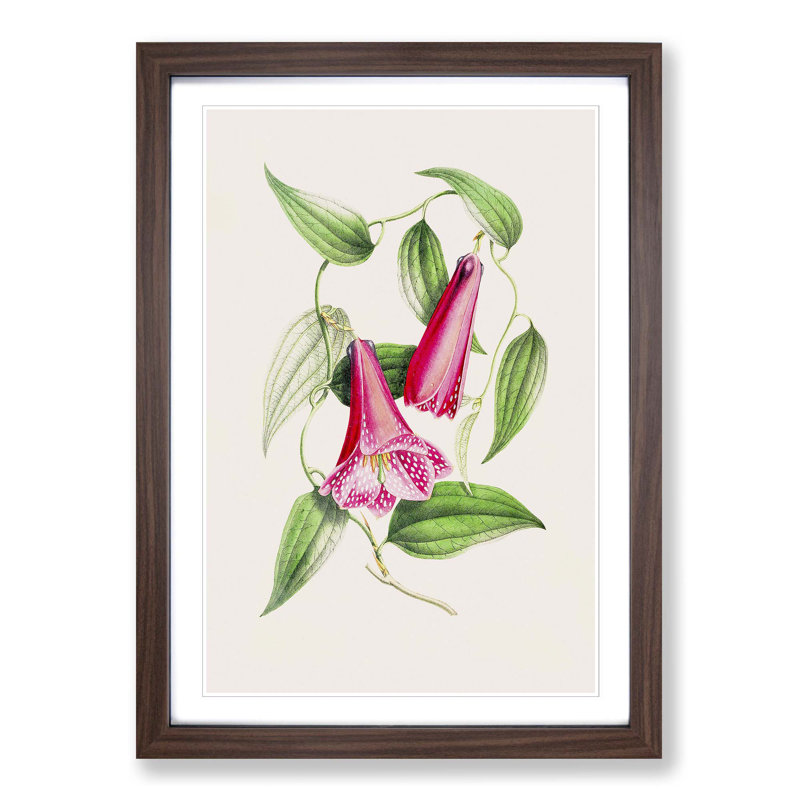 Illustration of Spotted Pink Flowers - Picture Frame Graphic Art Print, 36cm H x 27cm W x 2cm D, Walnut Framed
