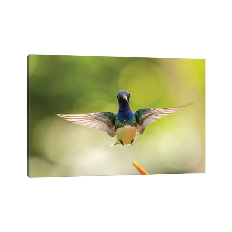 Costa Rica, Sarapique River Valley. Male White-Necked Jacobin Flying. by Jaynes Gallery - Wrapped Canvas Print