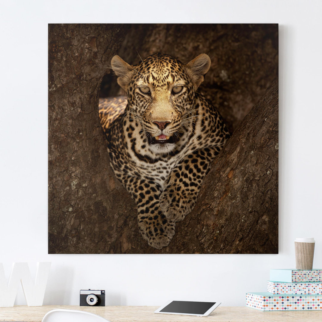 Leopard ruht in einem Baum Fotodruck auf Leinwand