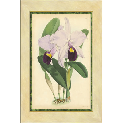 Fitch Orchid IV by J. N. Fitch - Wrapped Canvas Painting