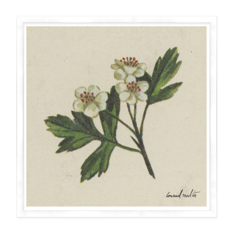 White Blossom I Print, White