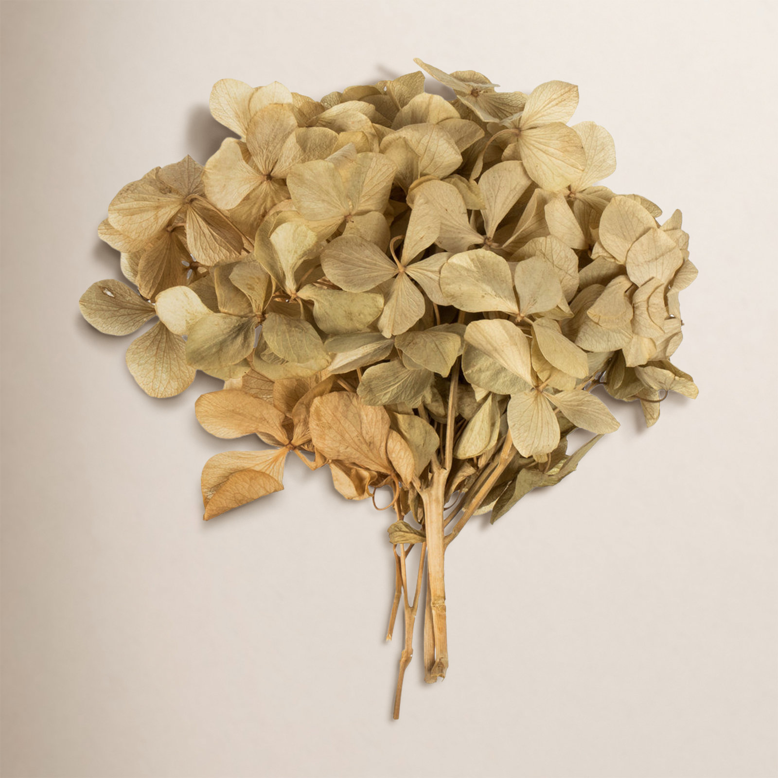 Hydrangea Floral Arrangement, Beige